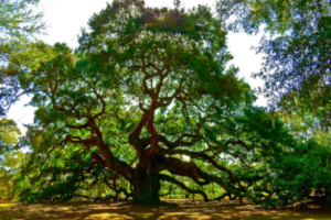 Prune Trees